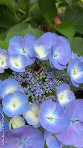Flowers. Single bumblebee flying foraging for nectar on blue hydrangea plant