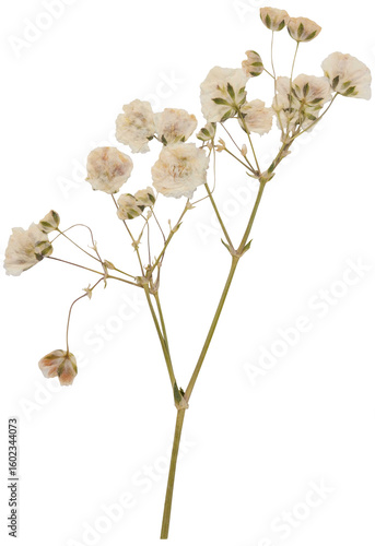 Close-up of dried, pressed white gypsophila branch