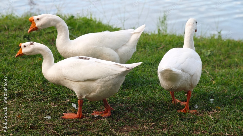 White goose pecking grass around the lake. White goose pecking grass around the lake.