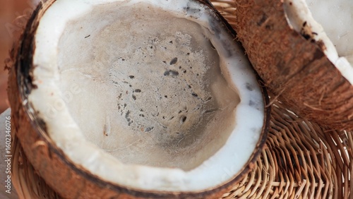 Rotten coconut fruit with brown shell.