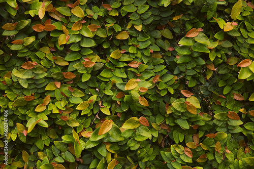 Fotografia Dense wall of vibrant green and reddish-brown climbing fig leaves, forming a natural textured background, showcasing the rich foliage of a creeping plant