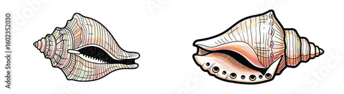 Shells with intricate patterns are shown in a pair of illustrations. Seashell, marine life, ocean, nautical, beach, art, decoration, nature, spiral, design, tropical, summer