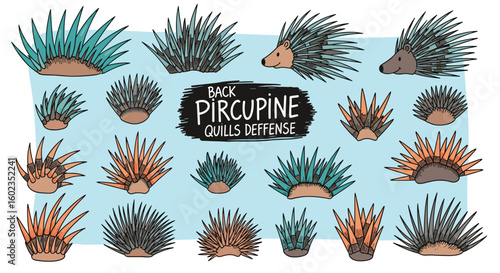 Porcupine quills illustration. Sharp spikes, defense mechanism, animal protection, wildlife safety, nature, natural defense, mammal, zoo, cartoon, spikes, needles, animal.