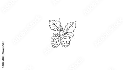 Line art drawing of blackberries with small leaves