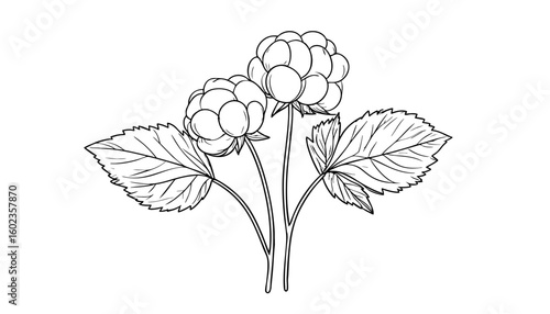 Line art of cloudberries with leaves