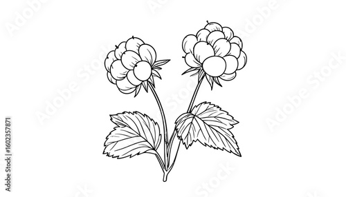 Line art of cloudberries with leaves