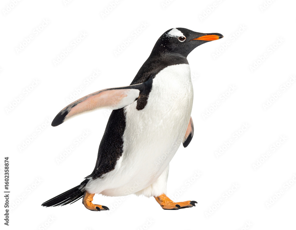 Obraz premium Penguin Walking Isolated on White Background