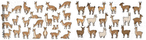 Cartoon llamas and vicuñas in various poses. Domesticated pack animals, wildlife, south america, illustration, fauna