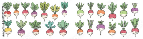 Assortment of colorful turnips with greens on white. Root vegetables, agriculture, produce, farm, veggie, fresh, harvest