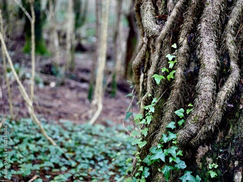Close-up of a tree trunk wrapped in textured roots and climbing ivy in a dense forest, capturing the raw beauty of untamed nature.