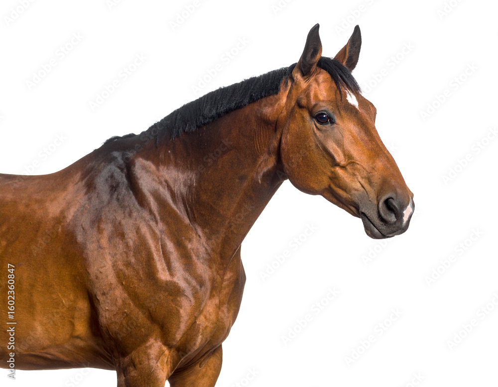 Naklejka premium Brown Horse in Profile on Isolated Background