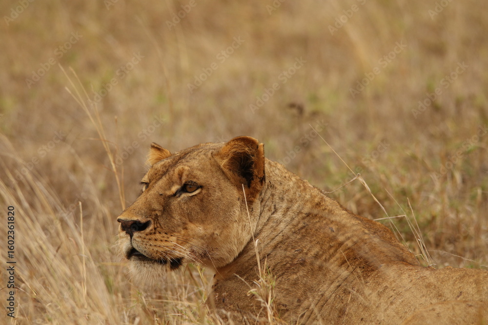 Fototapeta premium Lioness Resting in Dry Grassland – African Wildlife Close-Up