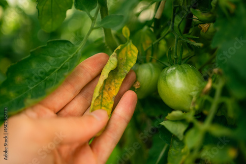 фотографія Farmer carefully inspects a yellowing tomato leaf, checking for signs of early b