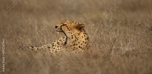 Photography Cheetah Yawning in Dry Grass – Close-Up Wildlife Moment