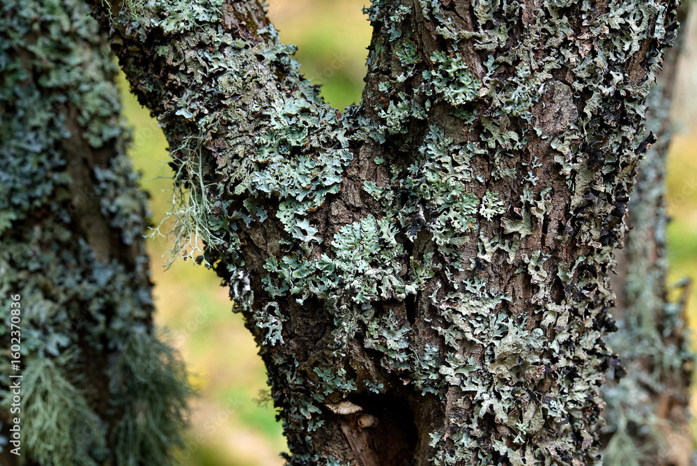 Obraz premium Macro photo of Parmelia Sulcata lichen growing on tree bark in forest showing crusty gray green texture and natural surface pattern in close detailed focus. Selective focus