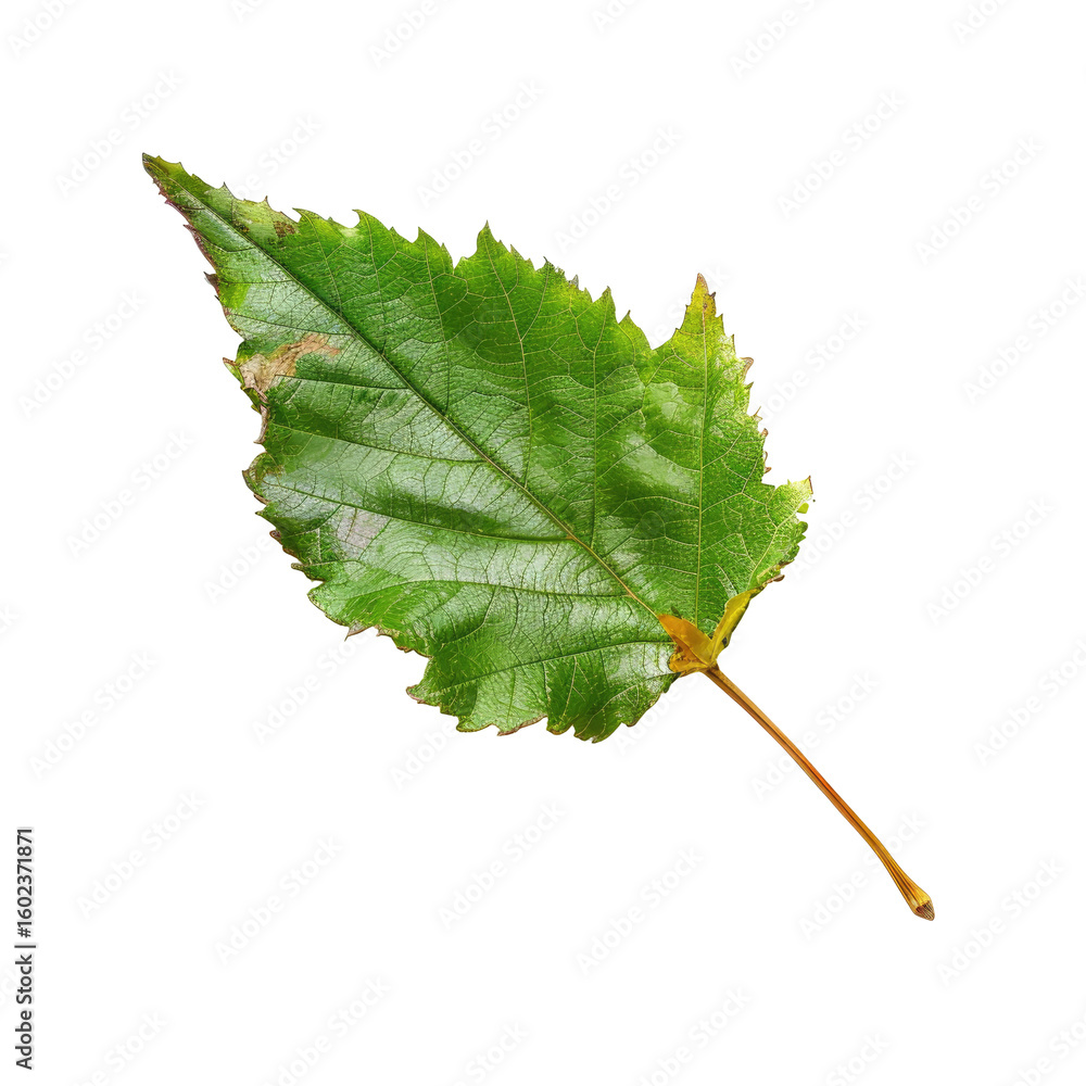 Fototapeta premium Close-up of a single, vibrant green leaf, slightly asymmetrical, with visible veins and a serrated edge