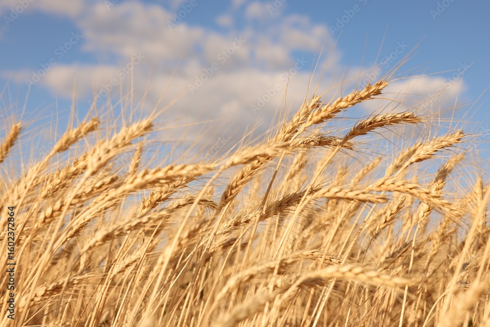 Fototapeta premium Golden wheat ears growing in field under blue sky, closeup