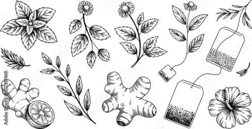 Ginger mint chamomile hibiscus tea leaves lemon slice vector