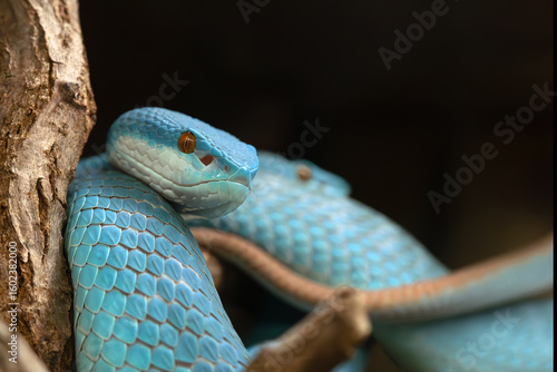 Trimeresurus insularis or Indonesian pit viper, Lesser Sunda Islands pit or Sunda white-lipped pit or red-tailed pit viper, portrait of a blue-colored version of a beautiful Indonesian venomous snake.