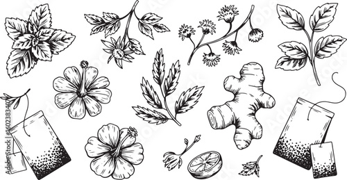 Mint hibiscus ginger lemon tea bags botanical illustration mint leaves hibiscus flower