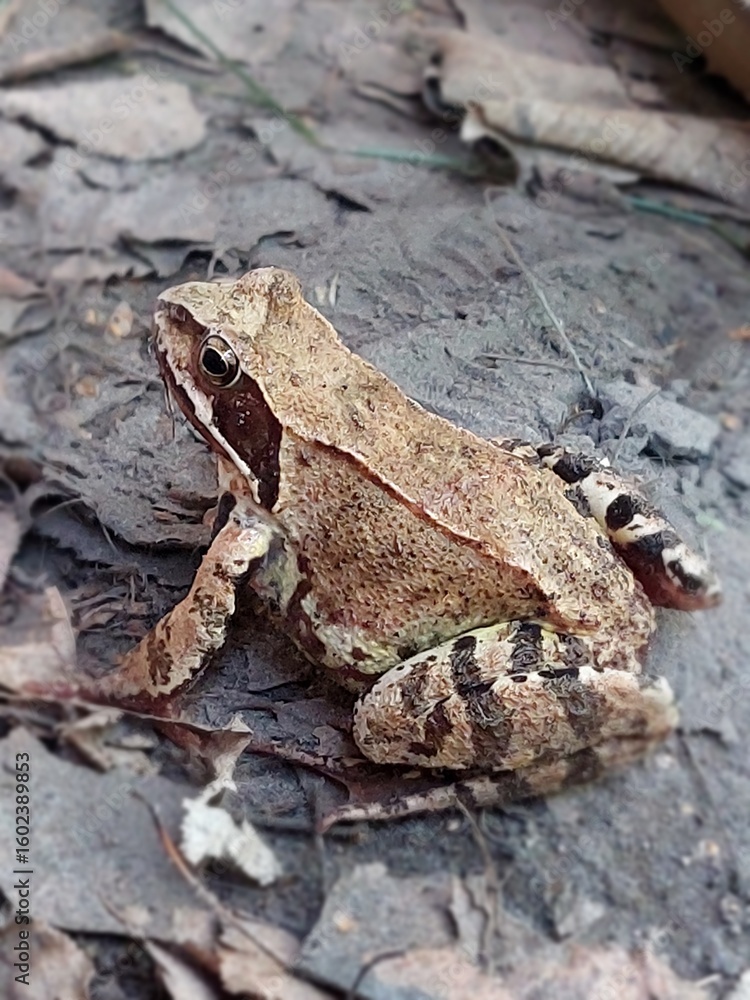 Naklejka premium frog on the ground