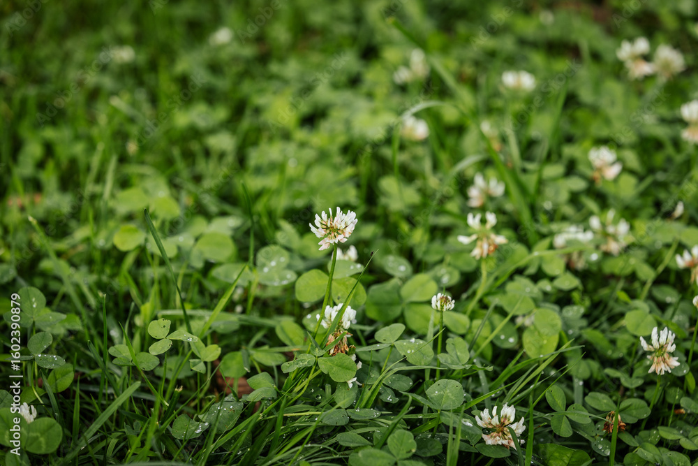 Obraz premium A close-up of white clover flowers blooming among lush green clover leaves and dewy blades of grass in a natural earth environment.