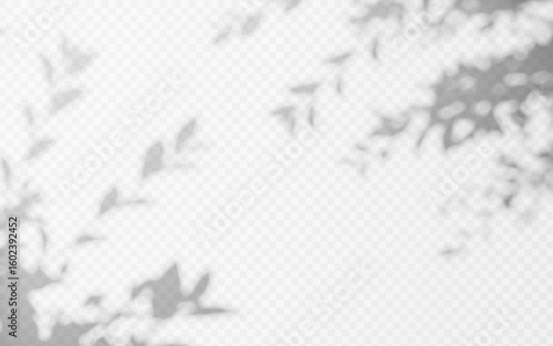 Abstract shadow overlay from foliage tree branch on a transparent background.