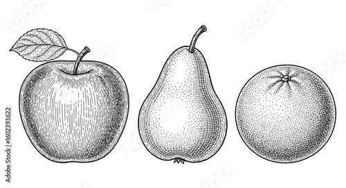 A classic set of fruits including an apple, pear, and orange. Vector illustration in a vintage, hand-drawn engraving style.