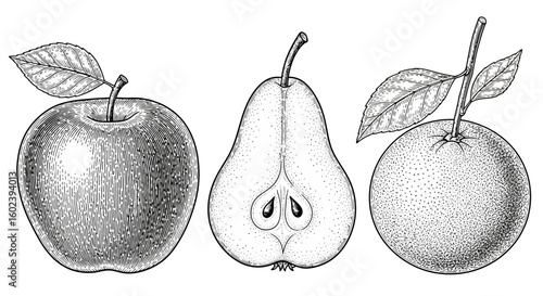 Set of fresh fruits including an apple, a half pear, and an orange in a detailed vintage stippling style.