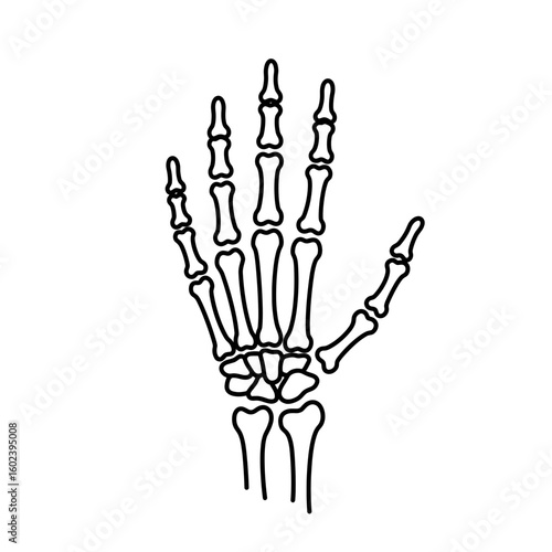 Anatomical illustration of human hand skeleton in outline view  