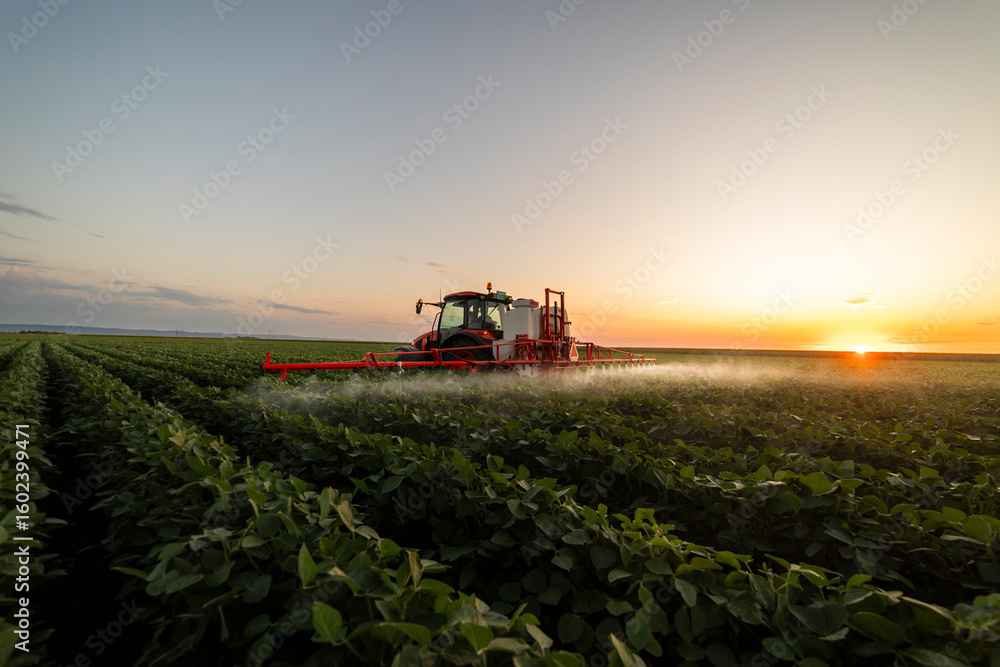 Fototapeta premium Tractor spraying crops in a lush green field at sunset.