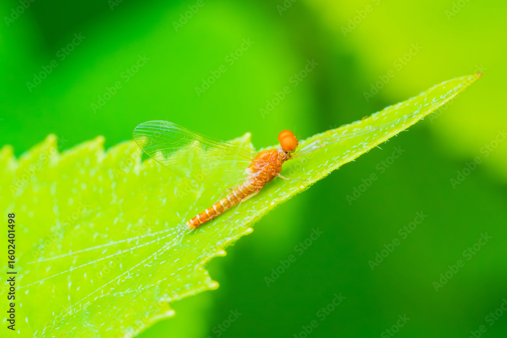 Obraz premium 透明な羽が綺麗なアカマダラカゲロウ