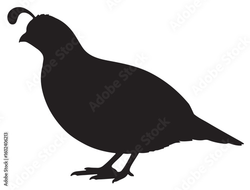 QUAIL SILHOUETTE