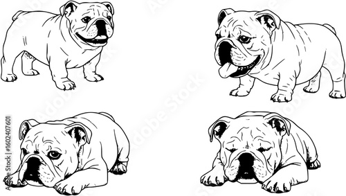 four vector images of a bulldog
