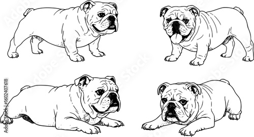 four vector images of a bulldog
