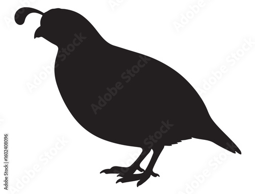 QUAIL SILHOUETTE
