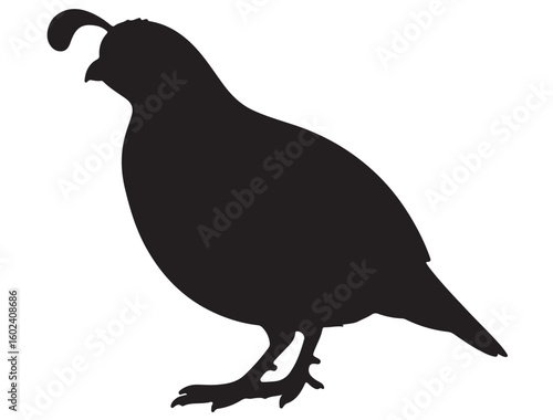 QUAIL SILHOUETTE