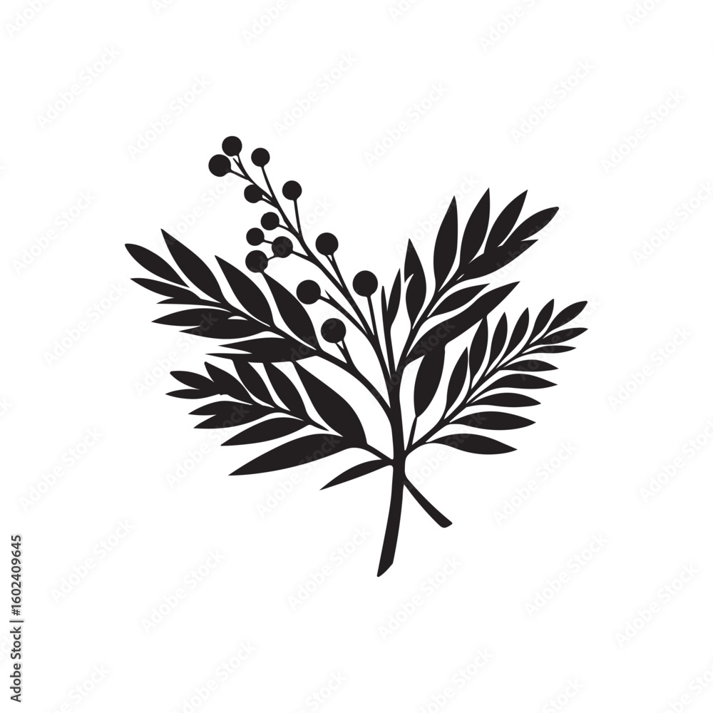 Obraz premium Wattle Day Silhouette Vector Illustration, Solid White Background. 