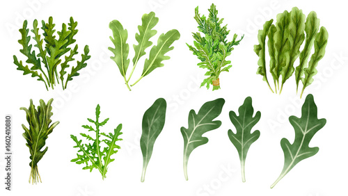 A diverse set of illustrated fresh arugula leaves and bunches. Collection of vibrant green rocket salad greens for culinary and botanical designs.