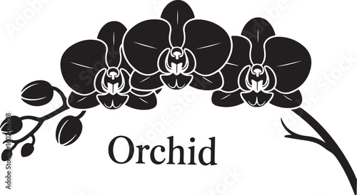 Black silhouette of orchid flowers. Vector illustration.