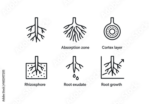 straight perfect stroke icon mono icons style isolated roots lateral branch roots absorption zone roots corte layer roots rhizosphere soil roots root eudate profile roots root growth chart