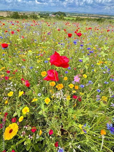 A close-up view of a vibrant wildflower meadow filled with red poppies, blue cornflowers, yellow daisies, and other seasonal blooms. The flowers create a lively tapestry of colour