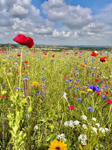 A stunning wildflower meadow stretches across the countryside under a bright blue sky scattered with fluffy clouds. Red poppies, purple cornflowers, yellow daisies, and other native blooms