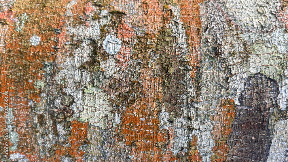 Rough tree bark surface wood texture as rustic wooden background. Bark texture pattern for background or design. Rough tree bark surface wood texture as rustic wooden background. Bark texture pattern for background or design.