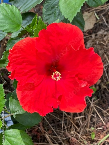 red hibiscus flower