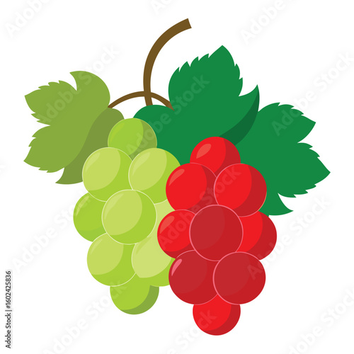green and red grapes in bunches with leaves  clean.eps