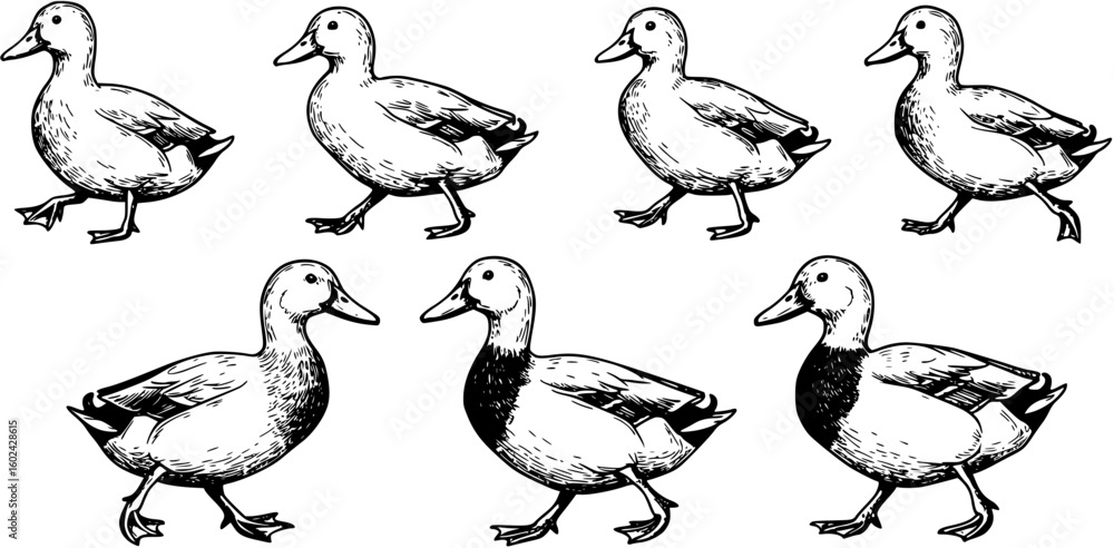 Fototapeta premium walking ducks 