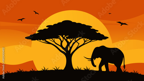 elephant baobab tree sunset