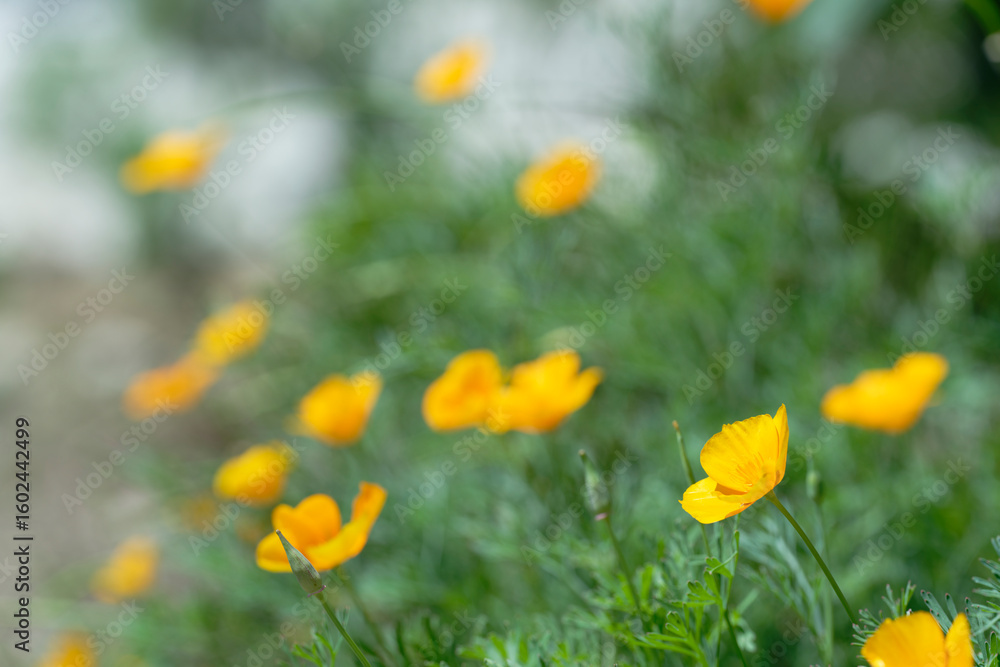 California poppy (Eschscholzia californica) in the garden California poppy (Eschscholzia californica) in the garden