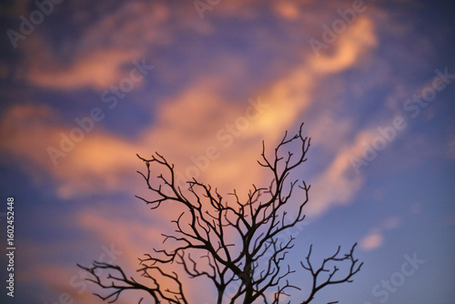 Landscape Tree Silhouette